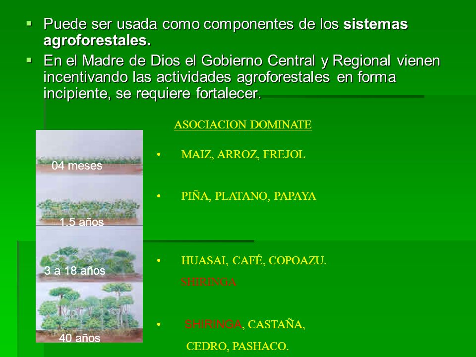 Puede ser usada como componentes de los sistemas agroforestales.