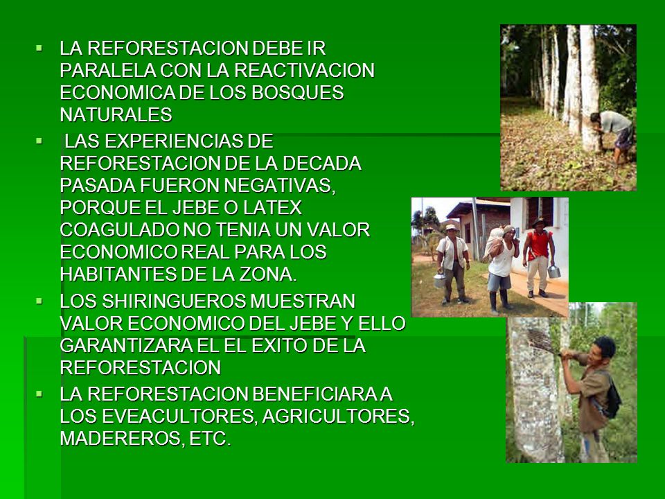 LA REFORESTACION DEBE IR PARALELA CON LA REACTIVACION ECONOMICA DE LOS BOSQUES NATURALES