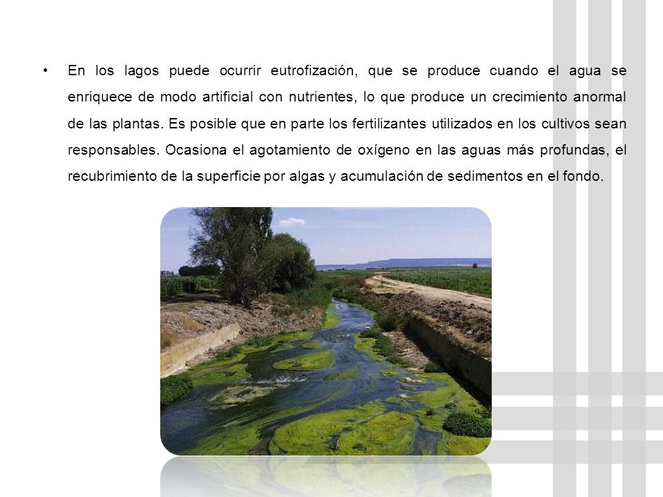 En los lagos puede ocurrir eutrofización, que se produce cuando el agua se enriquece de modo artificial con nutrientes, lo que produce un crecimiento anormal de las plantas.