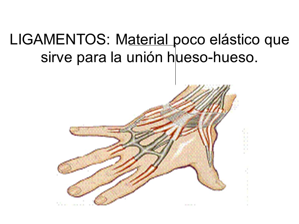 LIGAMENTOS: Material poco elástico que sirve para la unión hueso-hueso.