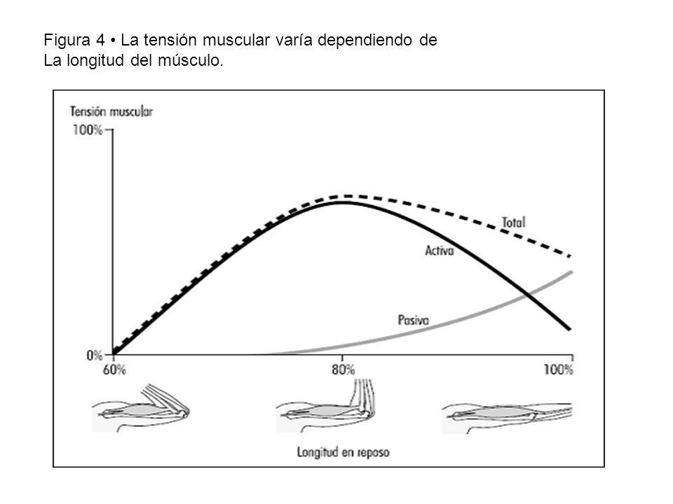 Figura 4 • La tensión muscular varía dependiendo de La longitud del músculo.