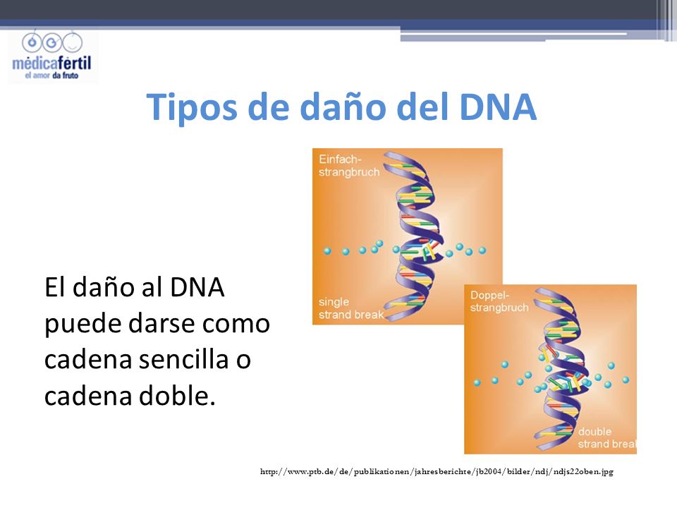 Tipos de daño del DNA El daño al DNA puede darse como cadena sencilla o cadena doble.