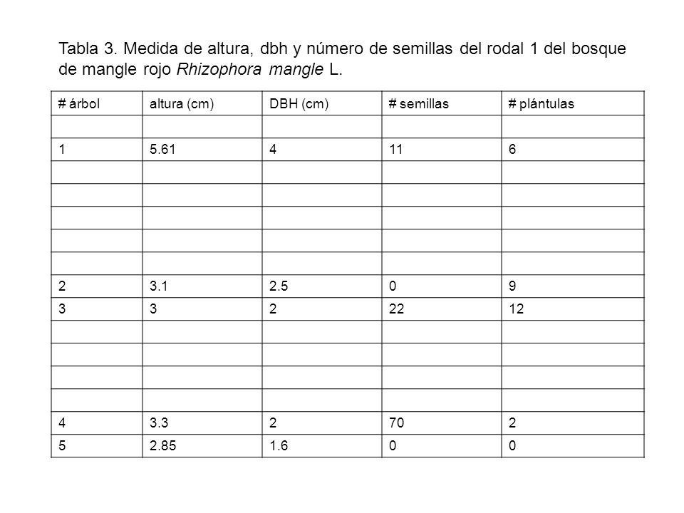 Tabla 3. Medida de altura, dbh y número de semillas del rodal 1 del bosque de mangle rojo Rhizophora mangle L.