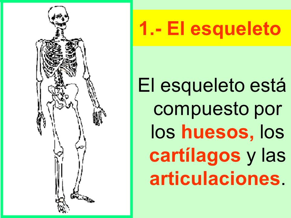 1.- El esqueleto El esqueleto está compuesto por los huesos, los cartílagos y las articulaciones.