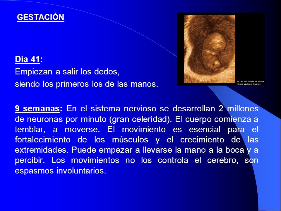 Empiezan a salir los dedos, siendo los primeros los de las manos.