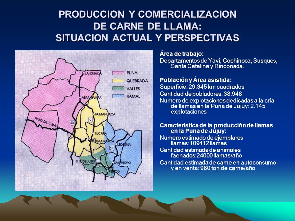 PRODUCCION Y COMERCIALIZACION DE CARNE DE LLAMA: SITUACION ACTUAL Y PERSPECTIVAS