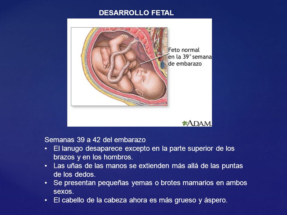 DESARROLLO FETAL Semanas 39 a 42 del embarazo. El lanugo desaparece excepto en la parte superior de los brazos y en los hombros.