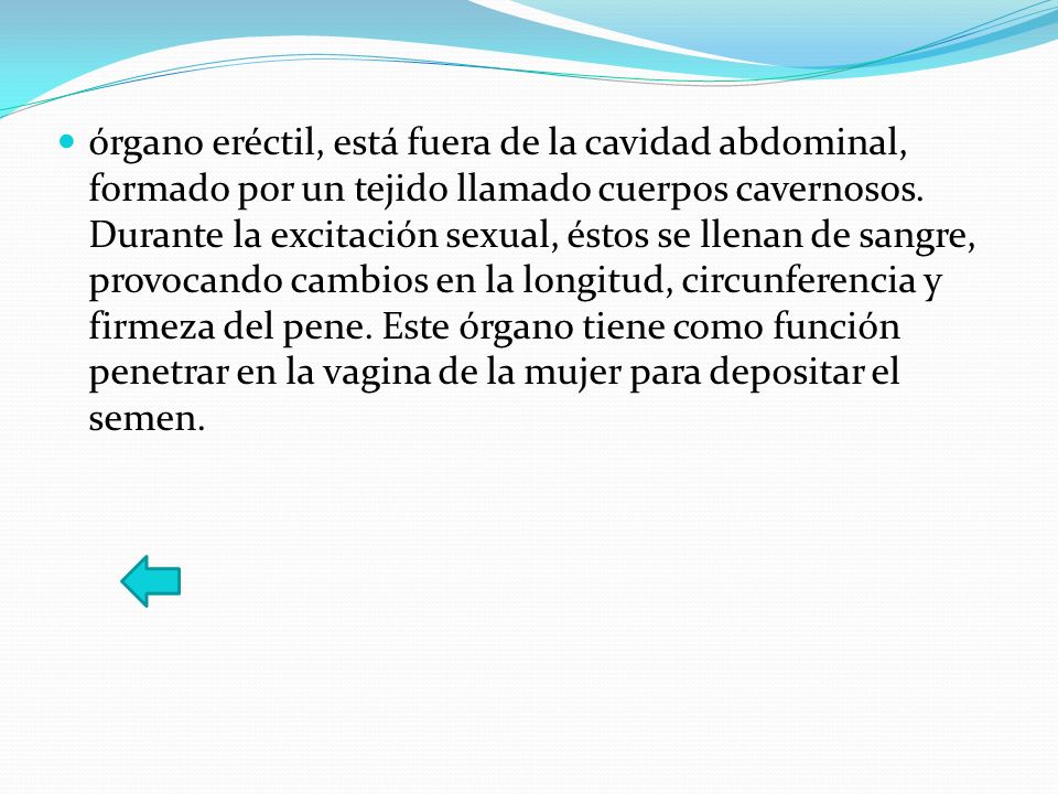 órgano eréctil, está fuera de la cavidad abdominal, formado por un tejido llamado cuerpos cavernosos.