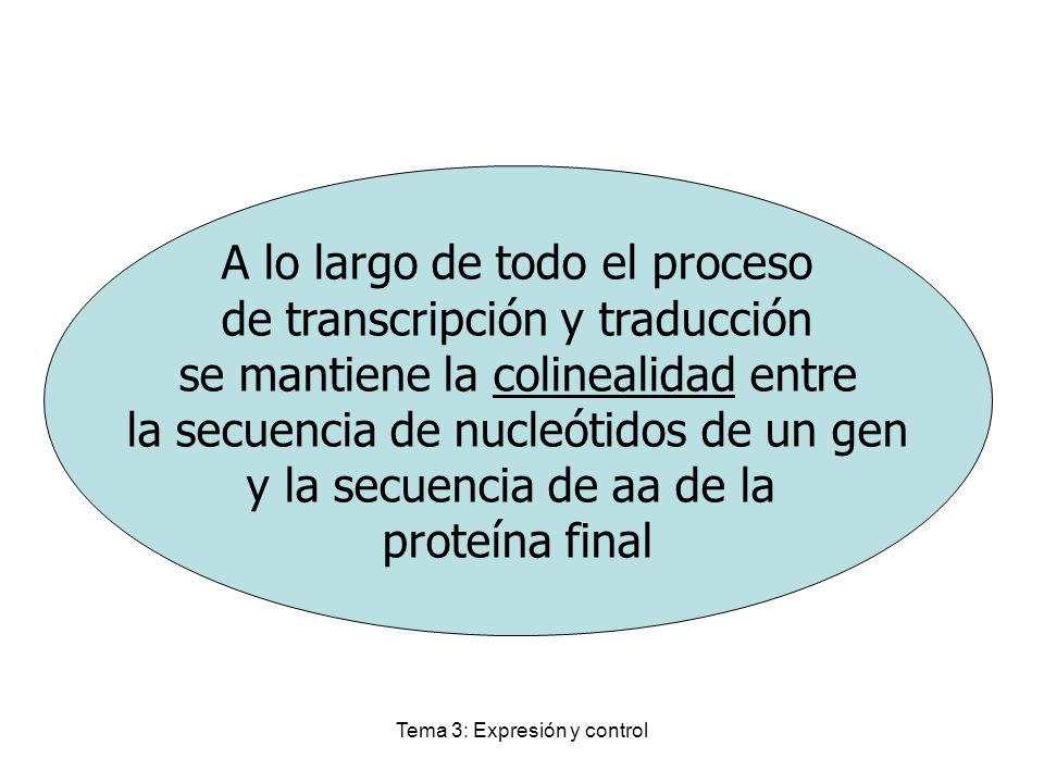 A lo largo de todo el proceso de transcripción y traducción