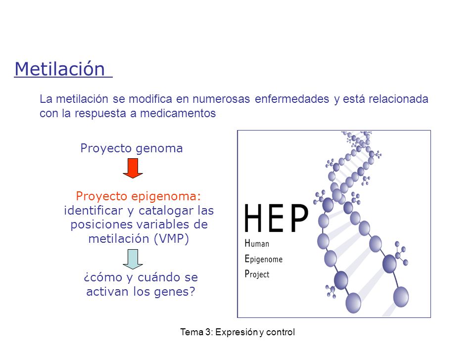 Metilación La metilación se modifica en numerosas enfermedades y está relacionada con la respuesta a medicamentos.