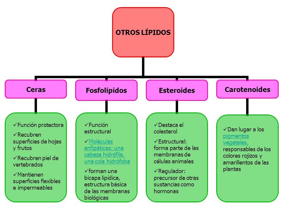 Función protectora Recubren superficies de hojas y frutos. Recubren piel de vertebrados. Mantienen superficies flexibles e impermeables.