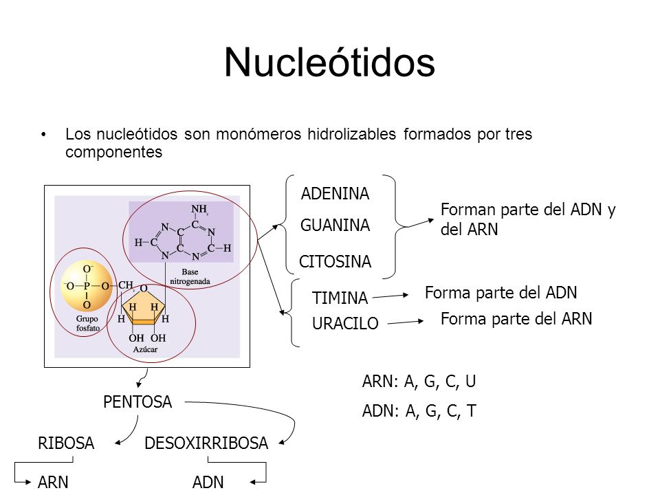 Nucleótidos Los nucleótidos son monómeros hidrolizables formados por tres componentes. ADENINA. Forman parte del ADN y del ARN.