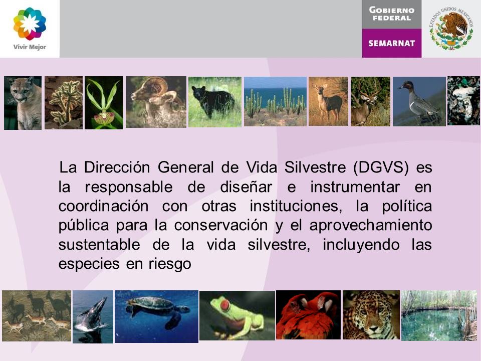 La Dirección General de Vida Silvestre (DGVS) es la responsable de diseñar e instrumentar en coordinación con otras instituciones, la política pública para la conservación y el aprovechamiento sustentable de la vida silvestre, incluyendo las especies en riesgo