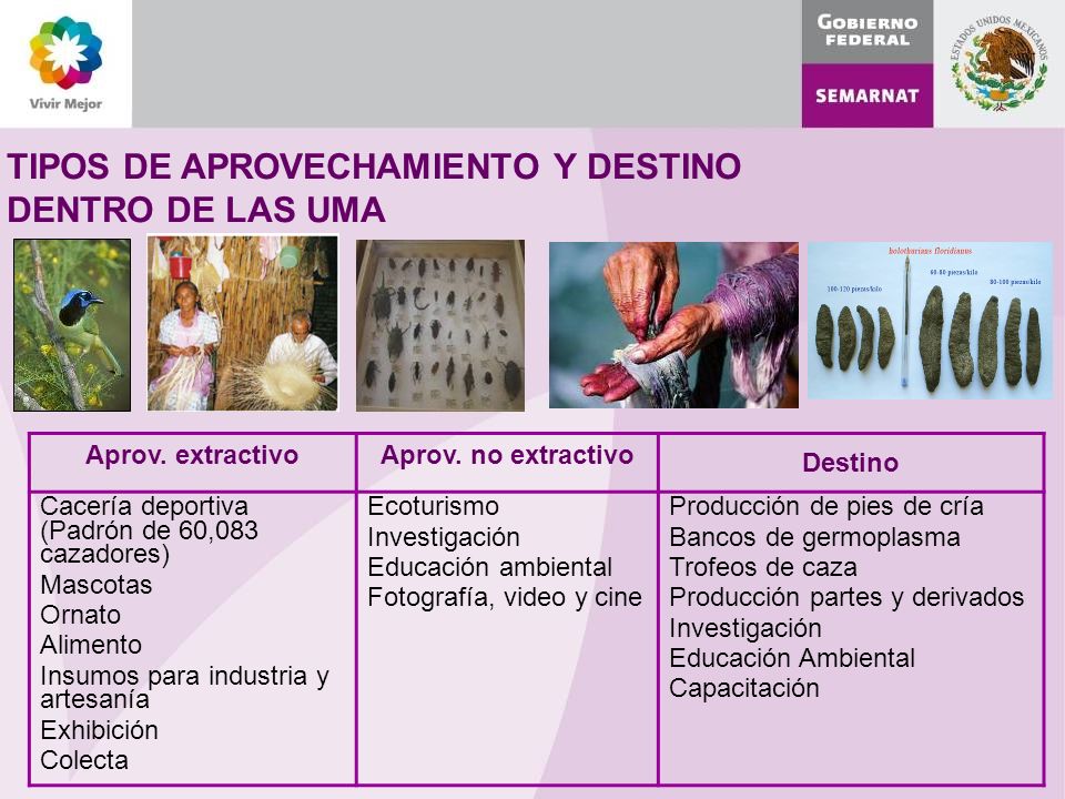 TIPOS DE APROVECHAMIENTO Y DESTINO DENTRO DE LAS UMA