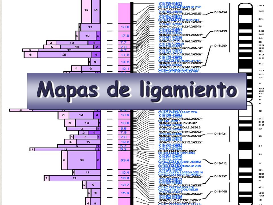 Mapas de ligamiento