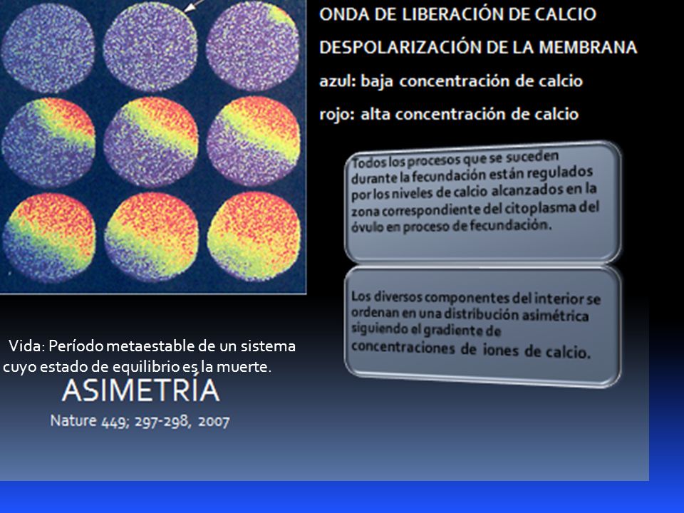 Vida: Período metaestable de un sistema cuyo estado de equilibrio es la muerte.