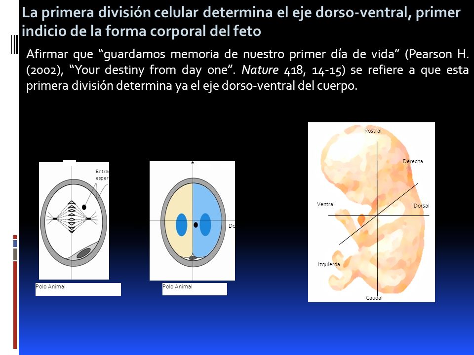 La primera división celular determina el eje dorso-ventral, primer indicio de la forma corporal del feto