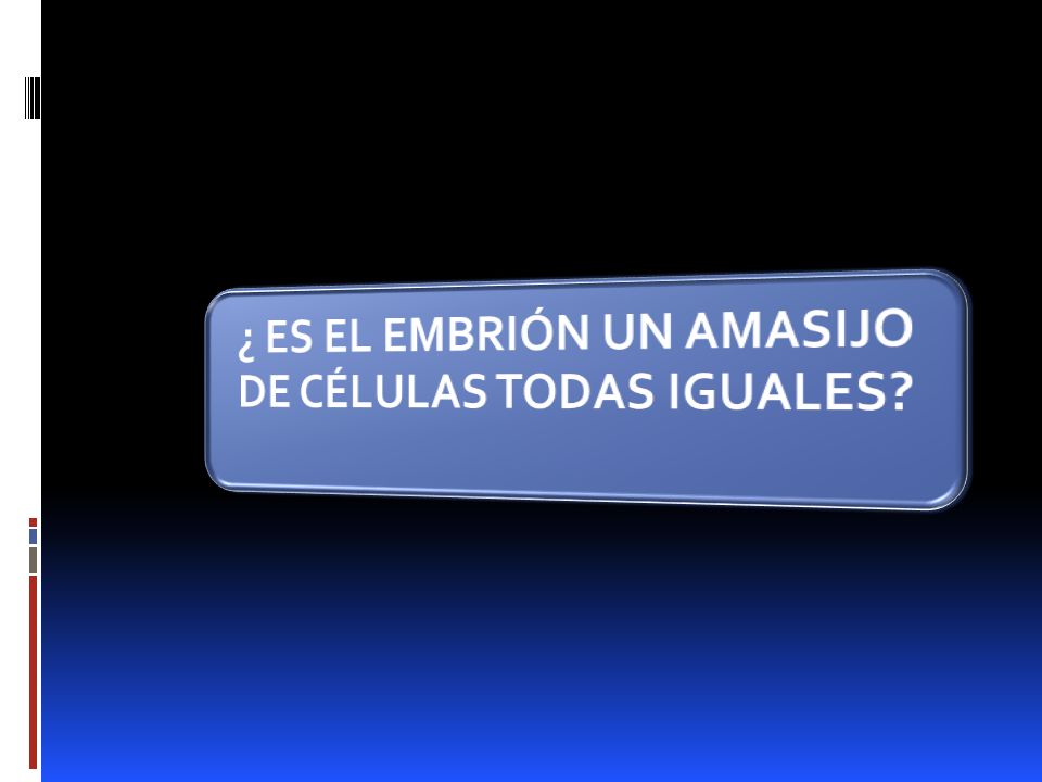 ¿ ES EL EMBRIÓN UN AMASIJO DE CÉLULAS TODAS IGUALES