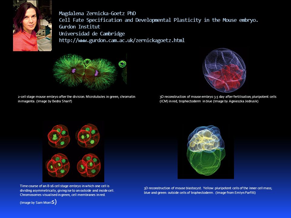 Magdalena Zernicka-Goetz PhD Cell Fate Specification and Developmental Plasticity in the Mouse embryo. Gurdon Institut Universidad de Cambridge