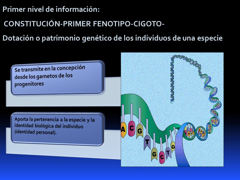 Primer nivel de información: CONSTITUCIÓN-PRIMER FENOTIPO-CIGOTO-