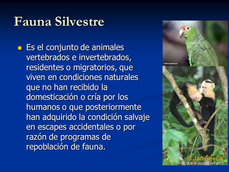 Fauna Silvestre