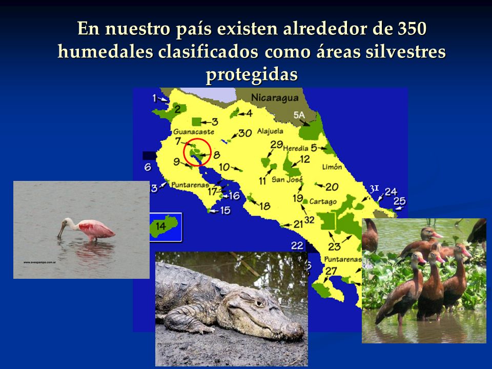 En nuestro país existen alrededor de 350 humedales clasificados como áreas silvestres protegidas