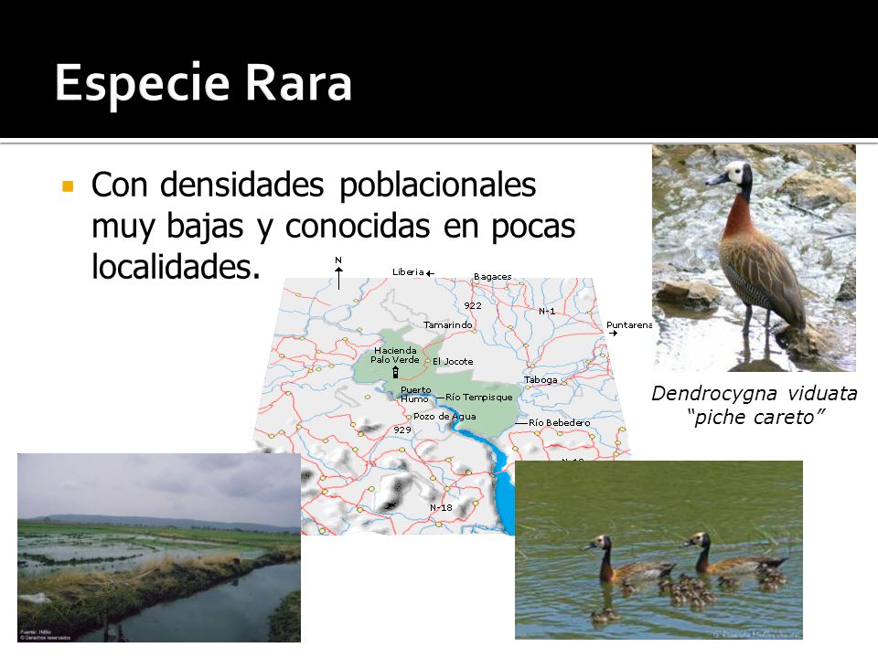 Especie Rara Con densidades poblacionales muy bajas y conocidas en pocas localidades. Dendrocygna viduata.