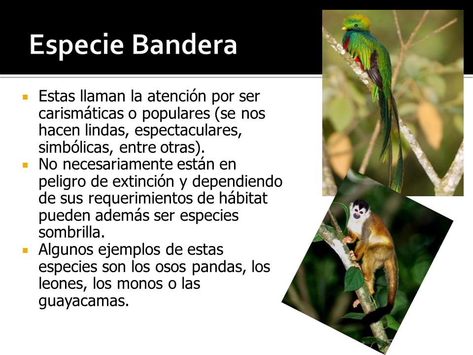 Especie Bandera Estas llaman la atención por ser carismáticas o populares (se nos hacen lindas, espectaculares, simbólicas, entre otras).