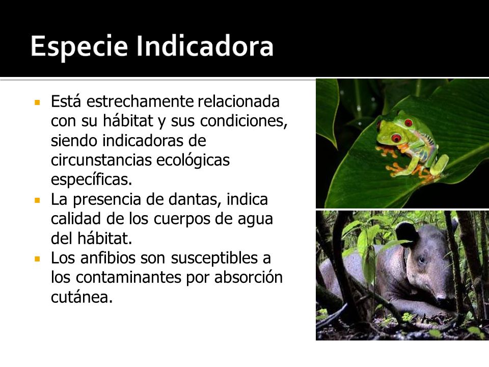 Especie Indicadora Está estrechamente relacionada con su hábitat y sus condiciones, siendo indicadoras de circunstancias ecológicas específicas.