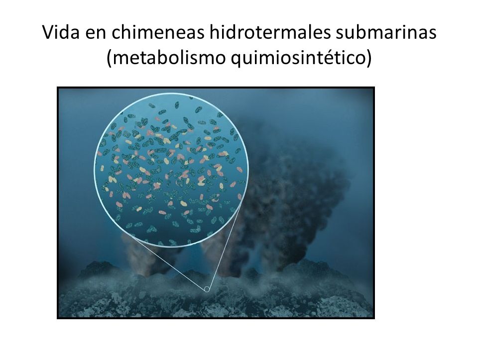 Vida en chimeneas hidrotermales submarinas (metabolismo quimiosintético)