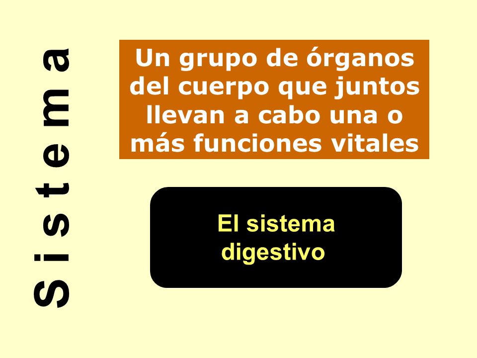 Un grupo de órganos del cuerpo que juntos llevan a cabo una o más funciones vitales
