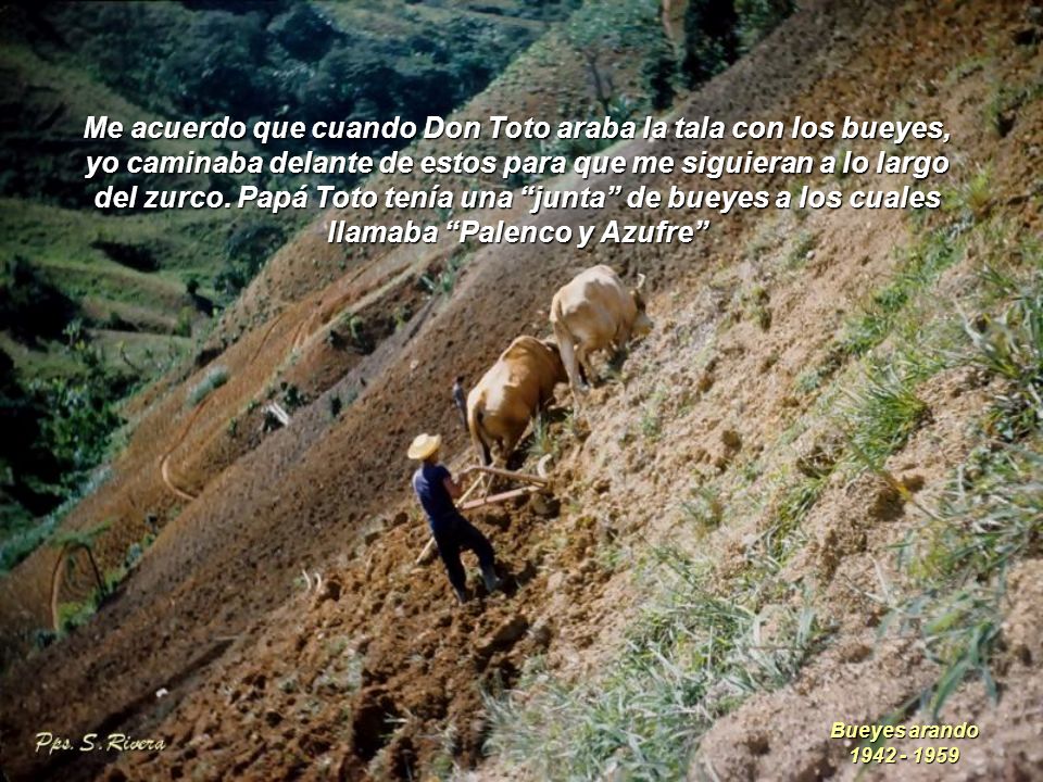Me acuerdo que cuando Don Toto araba la tala con los bueyes, yo caminaba delante de estos para que me siguieran a lo largo del zurco. Papá Toto tenía una junta de bueyes a los cuales llamaba Palenco y Azufre