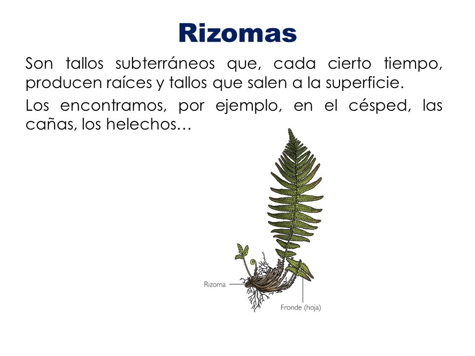 Rizomas Son tallos subterráneos que, cada cierto tiempo, producen raíces y tallos que salen a la superficie.