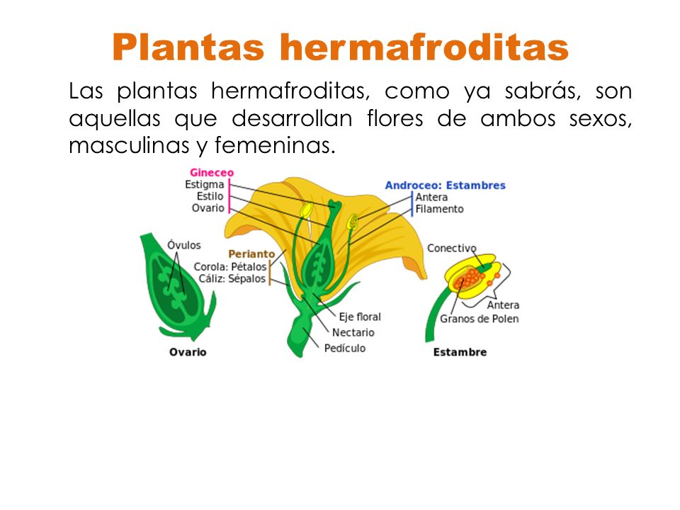 Plantas hermafroditas