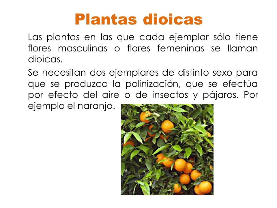 Plantas dioicas Las plantas en las que cada ejemplar sólo tiene flores masculinas o flores femeninas se llaman dioicas.