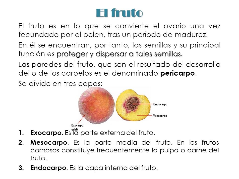 El fruto El fruto es en lo que se convierte el ovario una vez fecundado por el polen, tras un periodo de madurez.