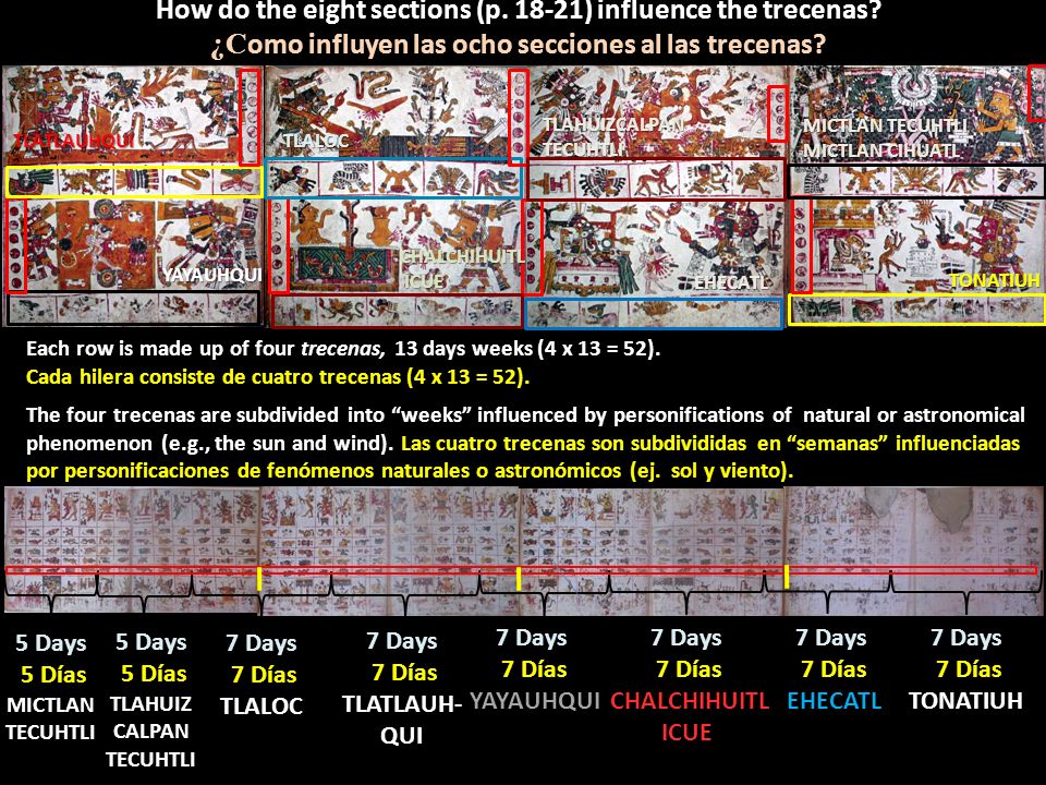 How do the eight sections (p ) influence the trecenas