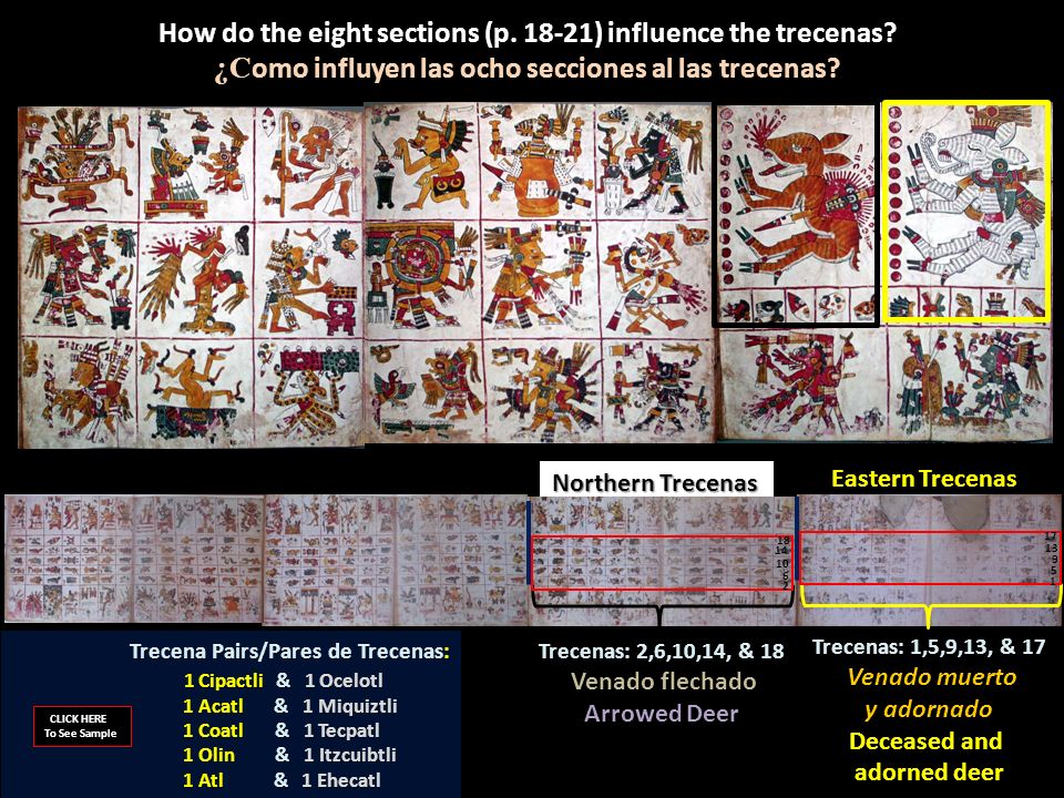 How do the eight sections (p ) influence the trecenas