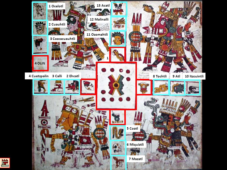1 Ocelotl 13 Acatl. 12 Malinalli. 2 Cuauhtli. 11 Ozomahtli. 3 Cozcacuauhtli OLIN. 4 Cuetzpalin.
