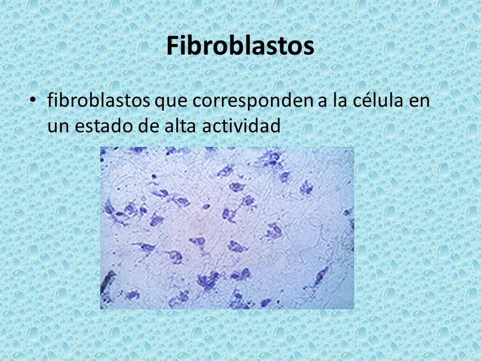 Fibroblastos fibroblastos que corresponden a la célula en un estado de alta actividad
