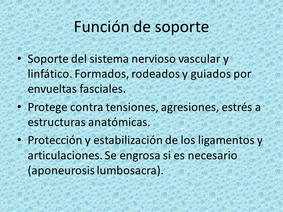 Función de soporte Soporte del sistema nervioso vascular y linfático. Formados, rodeados y guiados por envueltas fasciales.