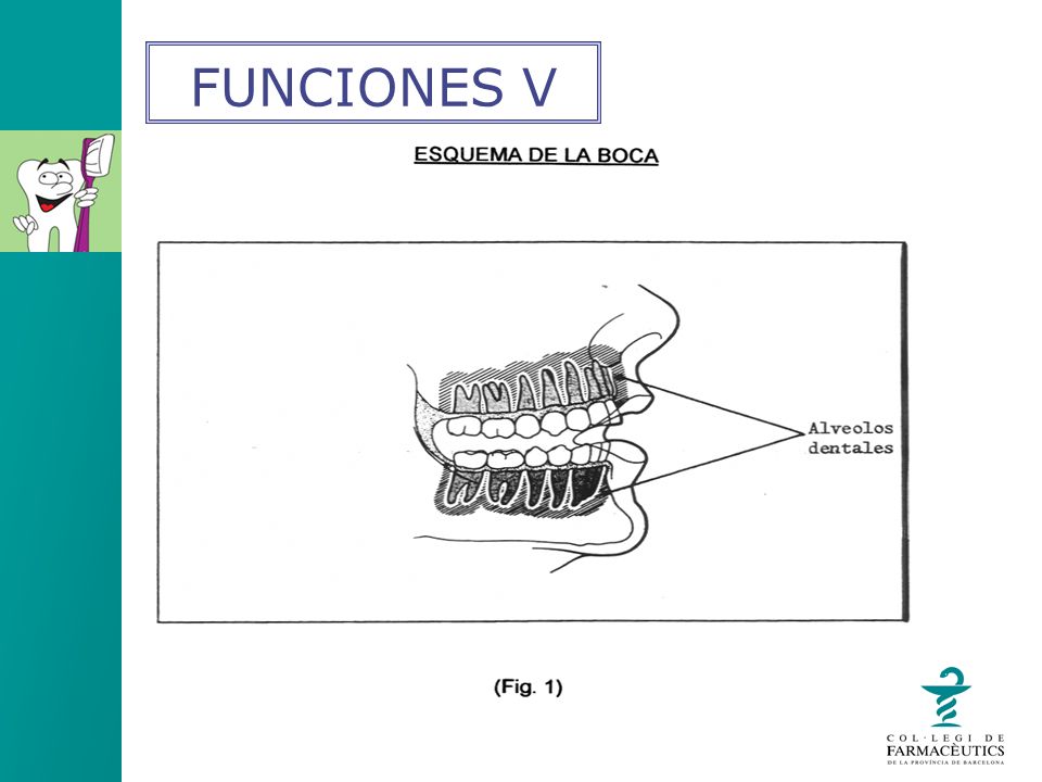 FUNCIONES V