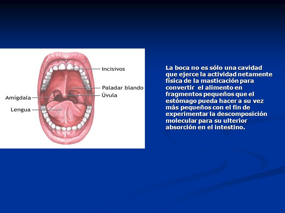 La boca no es sólo una cavidad que ejerce la actividad netamente física de la masticación para convertir el alimento en fragmentos pequeños que el estómago pueda hacer a su vez más pequeños con el fin de experimentar la descomposición molecular para su ulterior absorción en el intestino.