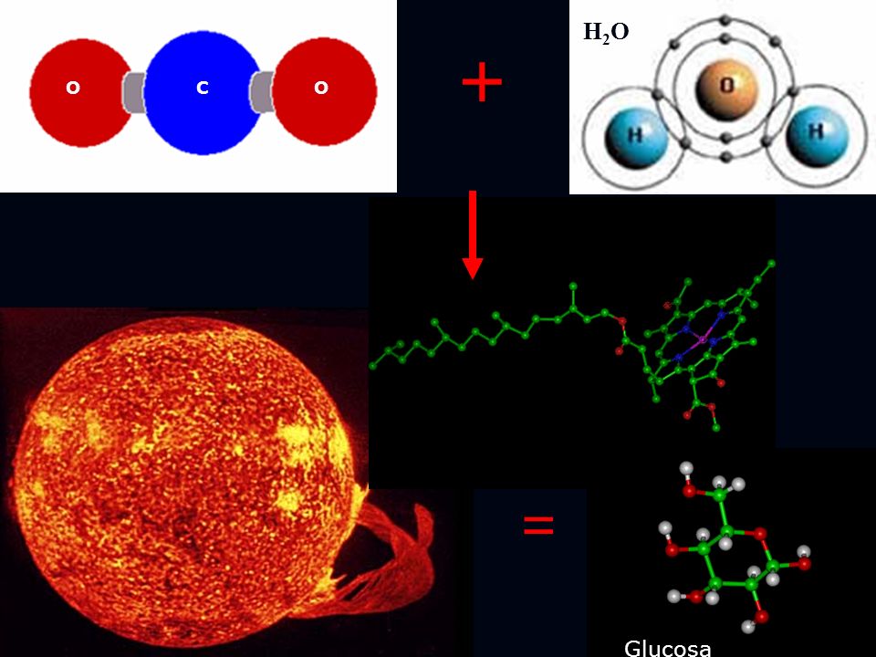 H2O + O O O C C O CO2 = Glucosa