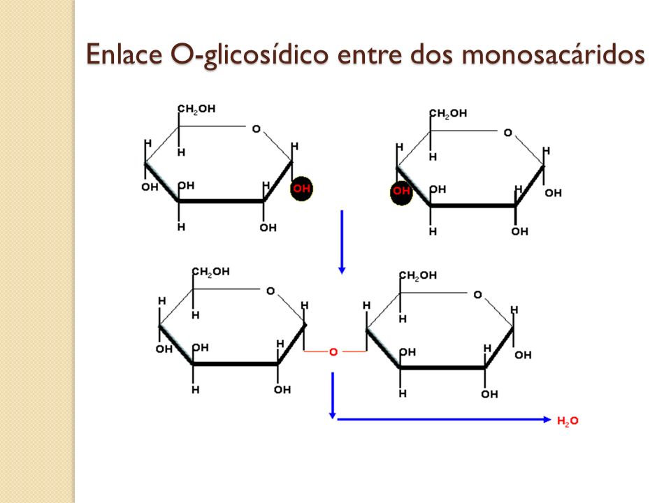 Enlace O-glicosídico entre dos monosacáridos