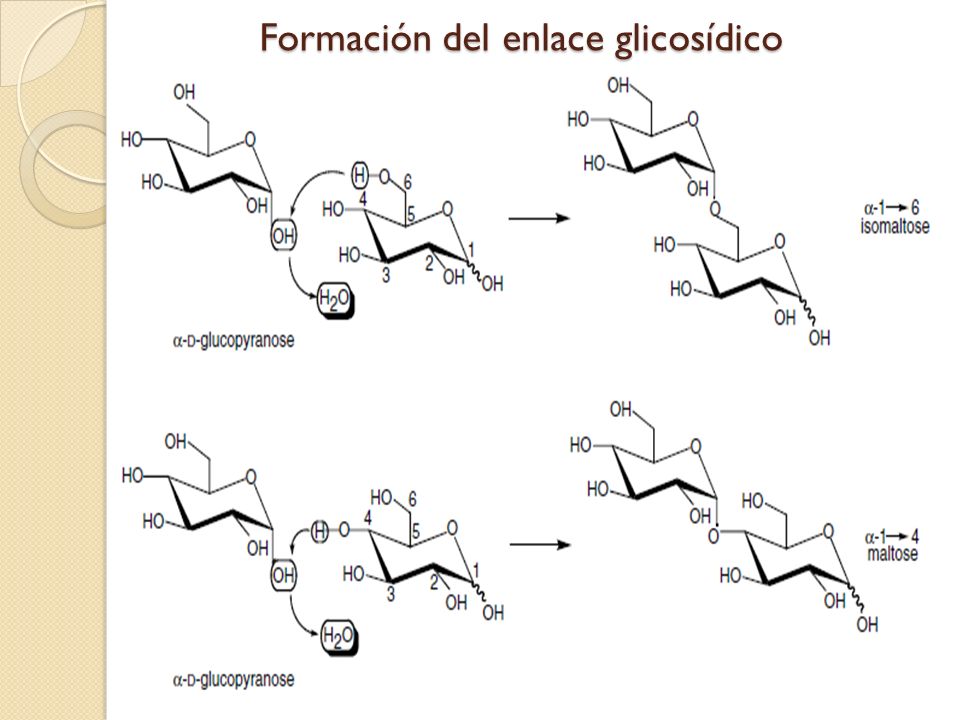 Formación del enlace glicosídico