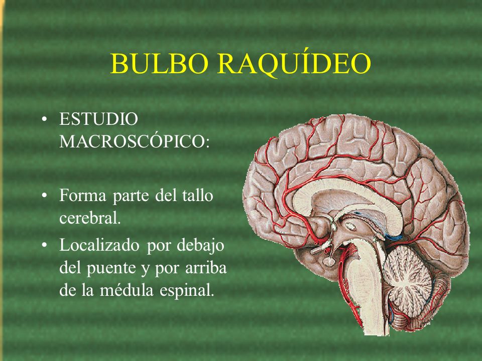 BULBO RAQUÍDEO ESTUDIO MACROSCÓPICO: Forma parte del tallo cerebral.