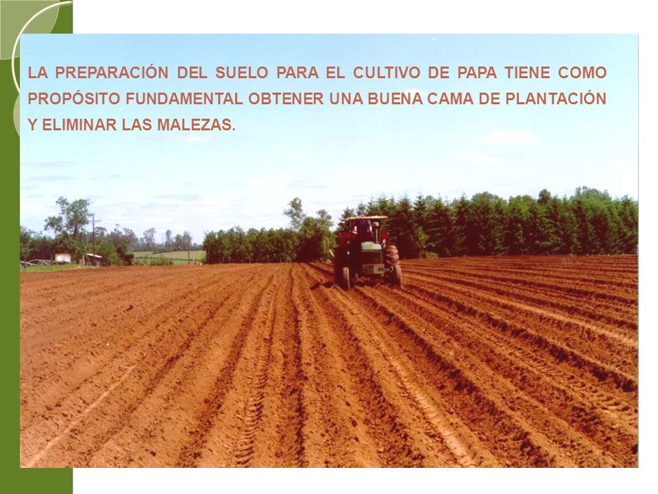 LA PREPARACIÓN DEL SUELO PARA EL CULTIVO DE PAPA TIENE COMO PROPÓSITO FUNDAMENTAL OBTENER UNA BUENA CAMA DE PLANTACIÓN Y ELIMINAR LAS MALEZAS.