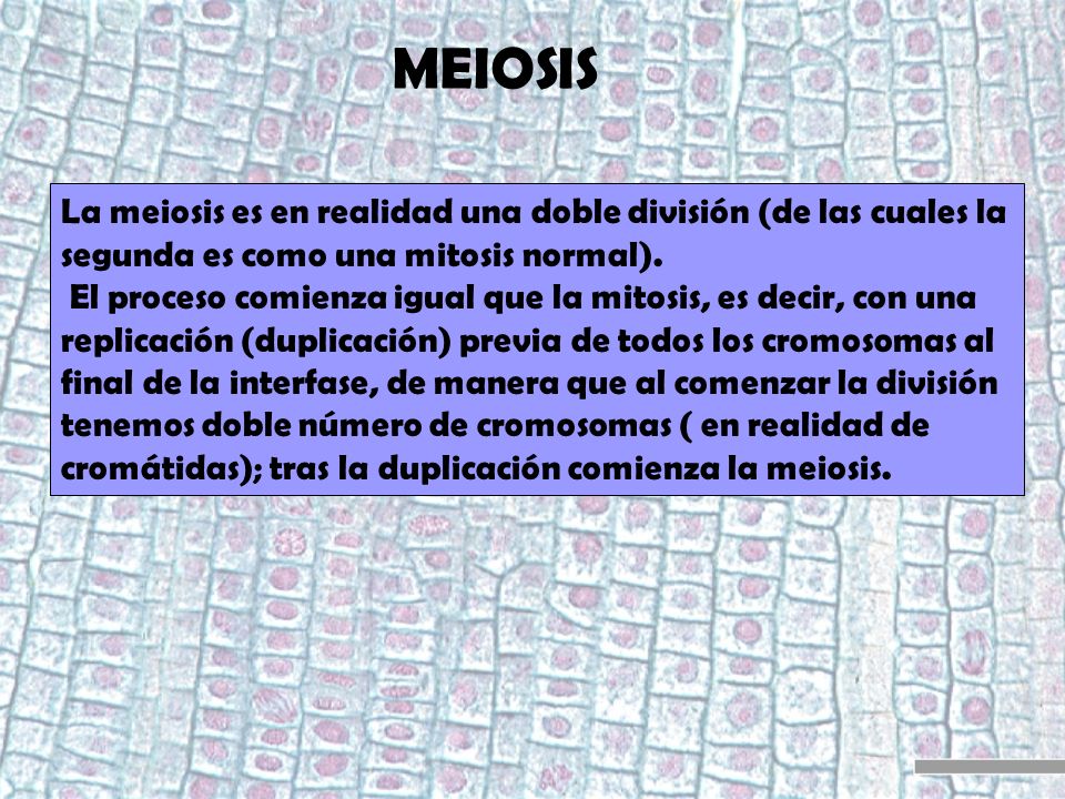 MEIOSIS La meiosis es en realidad una doble división (de las cuales la segunda es como una mitosis normal).