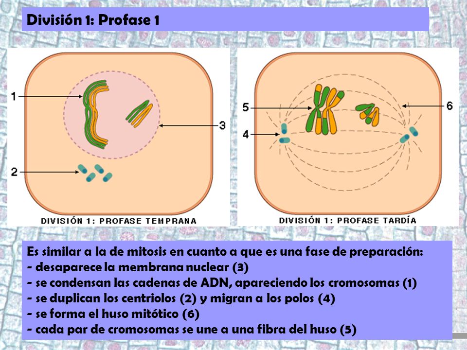 División 1: Profase 1 Es similar a la de mitosis en cuanto a que es una fase de preparación: